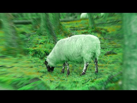 Sheepy sleep sheep | LSD visuals nature (Psychedelic pattern test)