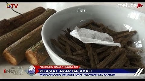KABAR GEMBIRA! Akar Bajakah, Obat Penyembuh Bagi Penderita Kanker - BIM 13/08