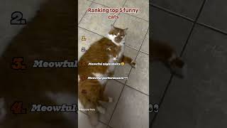Ranking top 5 funny cats😽🥺(Must watch till the end👀) #cat #catshorts  #funny