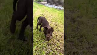 Playing in the rain! Watch Baker learn fast. #puppy #lab