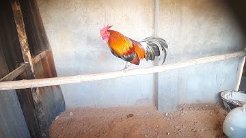 qaib dib  F2 qua zoo kawg nawb