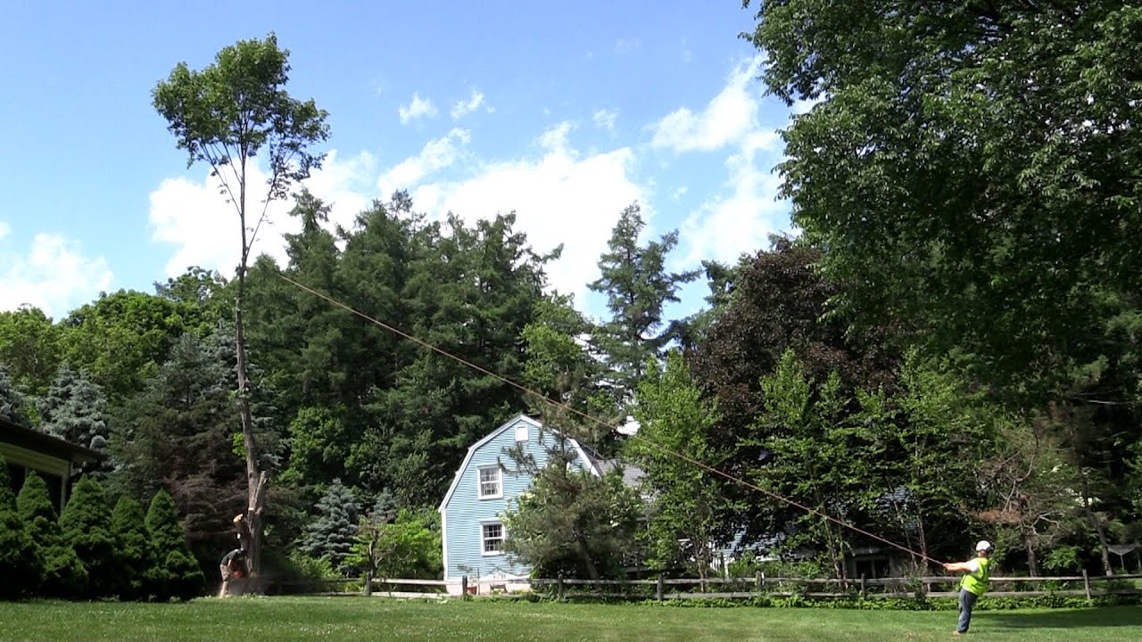 Alpine Tree Service Alpine Tree Service - Maple Tree Removal - YouTube