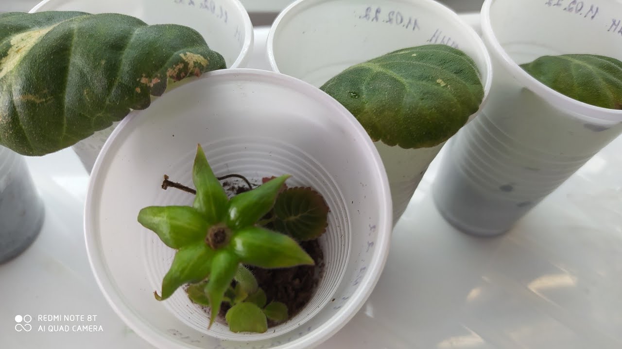 Лист Глоксинии укореняем ,море деток.