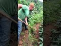 Mengatasi gulma dengan cepat #farming #agrikultur #automobile #teknikpertanian #nature #agro