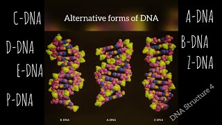 DNA Forms / باللغة العربية/أشكال الحمض النووي