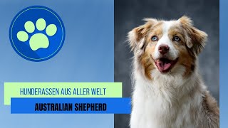 Australian Shepherd by Hunderassen aus aller Welt 145 views 1 year ago 3 minutes, 34 seconds