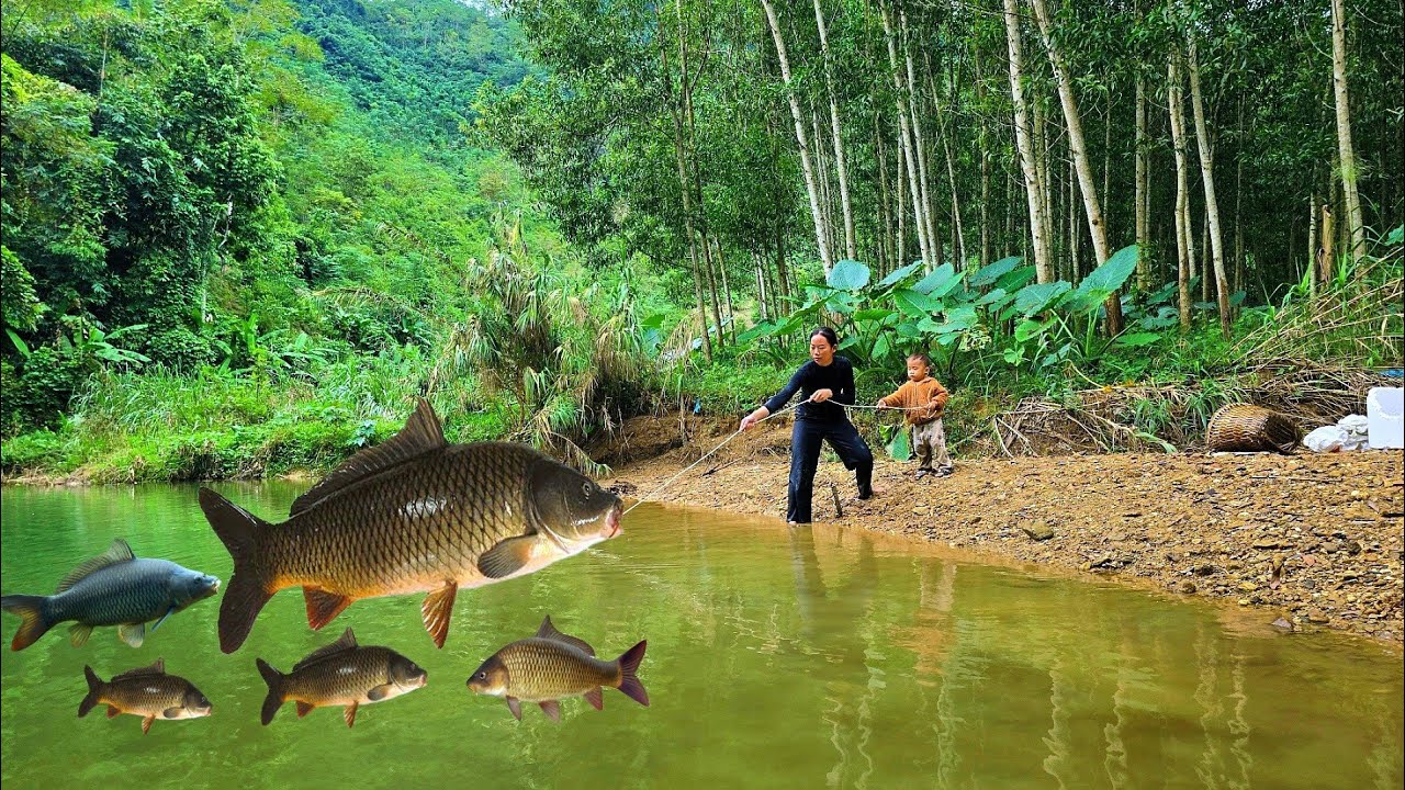 Setting a fish trap in the stream, single mother Tieu Ca caught a giant ...
