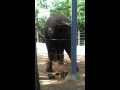 Elephant pooping at the Houston Zoo