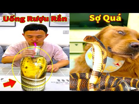 Thú Cưng TV | Đa Đa Thánh Chế #40 | Chó Golden Gâu Đần thông minh vui nhộn | Pets cute smart dog