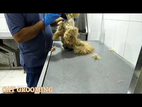 Video: Pagkain Ng Pusa Para Sa Pagtanggal Ng Buhok: Kung Kinakailangan, Kung Paano Ito Gumagana, Mga Tanyag Na Tatak, Pagsusuri Ng Mga Beterinaryo At May-ari