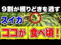 スイカは収穫前の総仕上げで決まる!甘くする3つの作業
