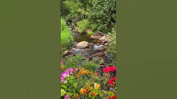 Thumbnail of Beautiful River | Beautiful Flowers 💐 #flowers #ytshorts