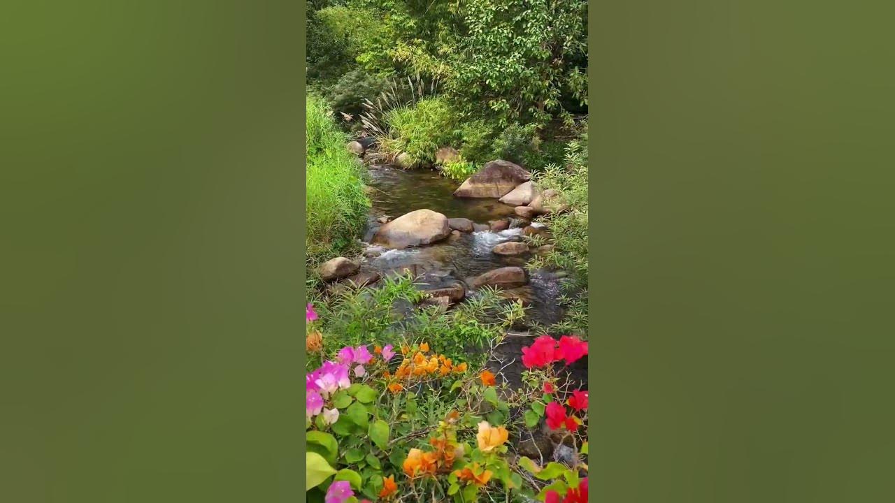 Beautiful River | Beautiful Flowers 💐 #flowers #ytshorts Beautiful River | Beautiful Flowers 💐 #flowers #ytshorts