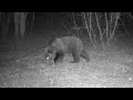 Лоси, зайцы и медведь посетили фотоловушку