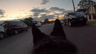 German Shepherd Dog POV  Walk 1 [GoPro 4K]