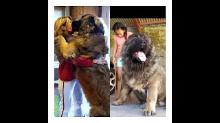 Caucasian Shepherd vs Leonberger: Which Breed Suits Your Lifestyle?'