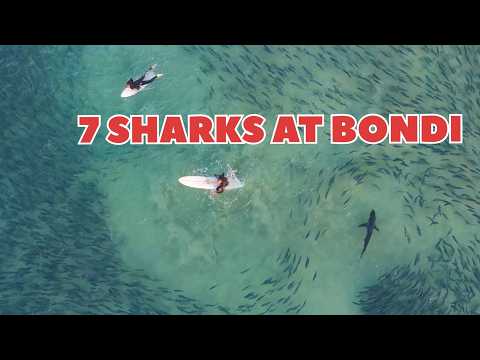 7 SHARKS AT BONDI THIS MORNING