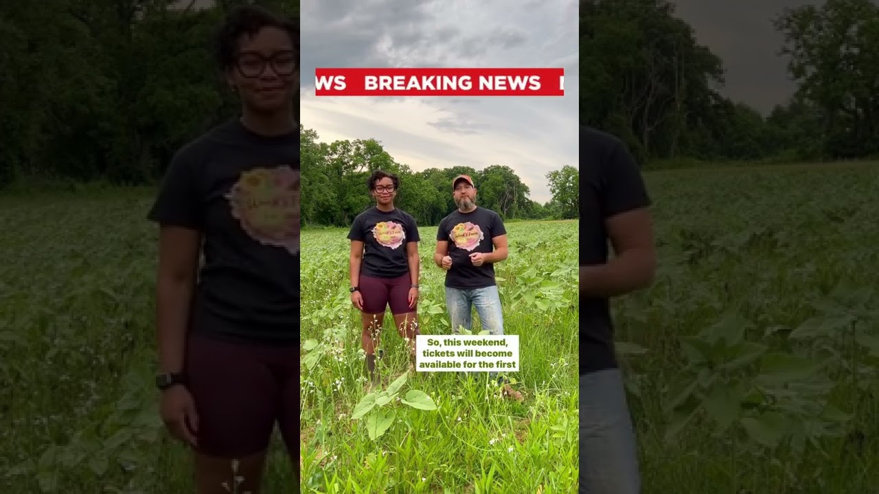 Ward’s Farm Pick Your Own Sunflowers Announcement 🌻