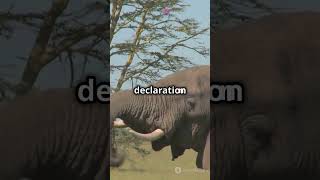 Unveiling the African Elephant: Nature's 21st Loudest Wonder  #shorts #animals