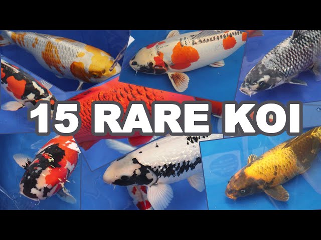 15 Most RARE and BEAUTIFUL KOI Fish Varieties class=