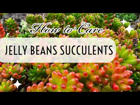 How to Care and Propagate Jelly Beans Succulents - SUMMER EDITION - Succulent Ideas TV