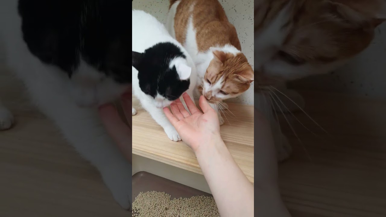 다리 위 부추 한 포기