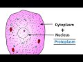 Protoplasm||Biology notes