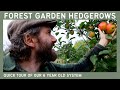 Quick tour of our 6 year old forest garden tree rows  apple varieties  permaculture food forest