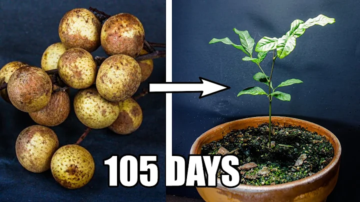 Growing Longan Fruit Tree From Seed (105 Days Time Lapse) - DayDayNews