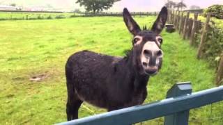 Eddie the donkey braying