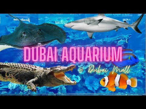 [4K] Dubai Aquarium & Underwater Zoo Full Tour 🦈🦀🐢