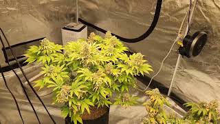 Weekly update Octopot grow #11 White Widow, Afghan big bud, Peyote forum Day 105 flower wk 9.