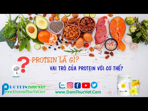 Video: Các Chức Năng Của Protein Là Gì