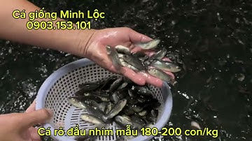 Cá rô đầu nhím mẫu 180-200 con/kg - 0903153101 (Lộc, TPHCM)