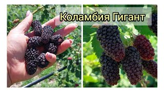 Ежевика Коламбия Гигант