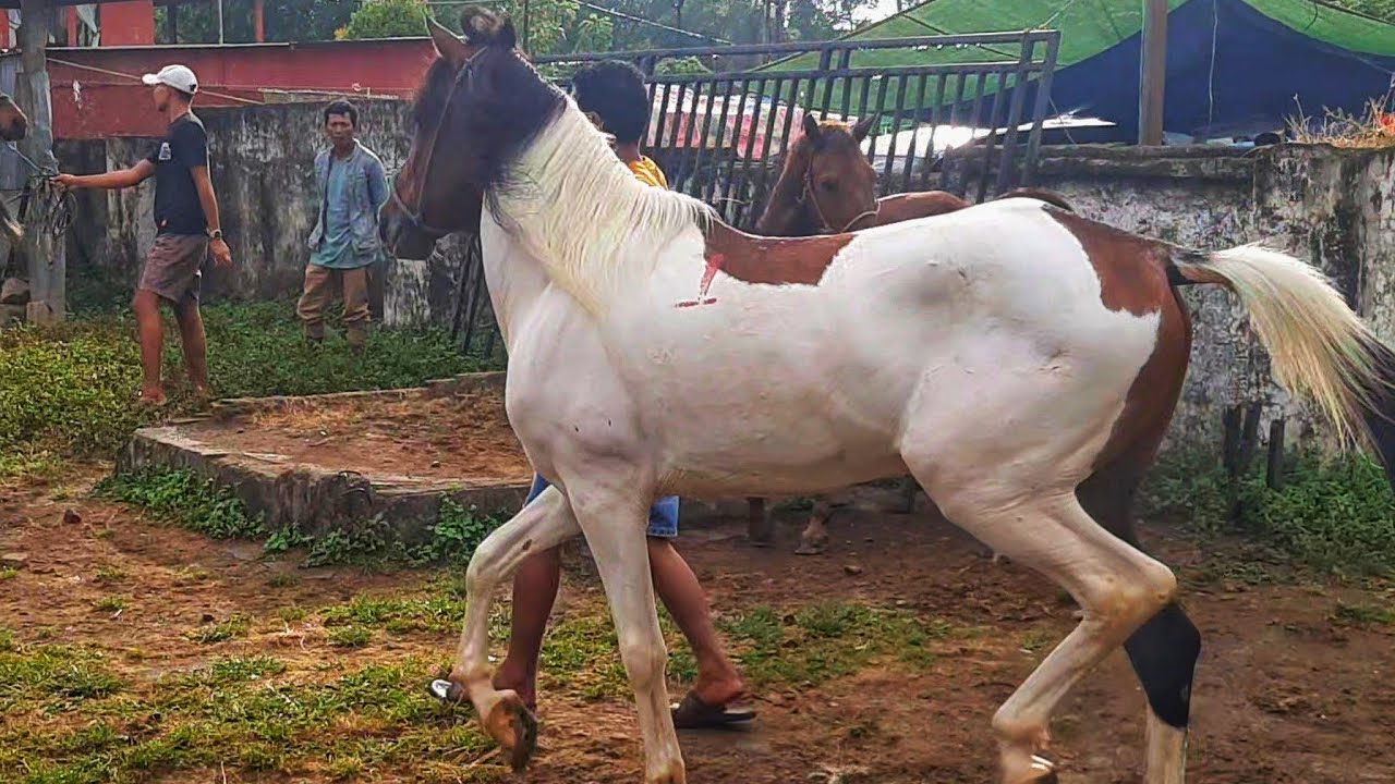THE ARRIVAL OF A VERY HANDSOME PIED HORSE AT THE HORSE MARKET | HORSE BUSINESS