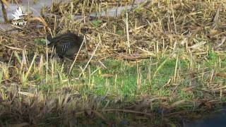 Wwt Welney  Water Rail