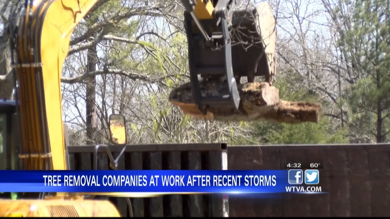 Tree Overtime Tree removal companies putting in overtime around northeast Mississippi ...