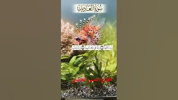 سورة العاديات بالصيغة المغربية الأصيلة القارئ الحسن الفاضلي