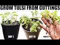 How to grow tulsi  holy basil from cuttings  full updates