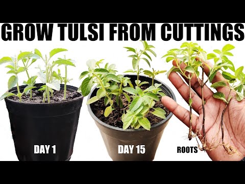 वीडियो: पवित्र तुलसी के पौधों की देखभाल: बगीचे में पवित्र तुलसी कैसे उगाएं