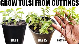 How To Grow Tulsi / Holy Basil From Cuttings | FULL UPDATES