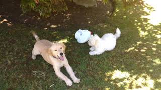Full Grown, Miniature Golden Retriever