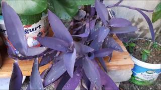 Kara Sevdamor Telgraf Çiçeği Çoğaltımı Ve Bakımı.mi̇ni̇k Eren Le Birlikte.tradescanti̇a