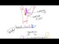 Nerve Fibers Classification Part 3: Cranial Nerves (7-12) - About Special Somatic Efferent Fibers