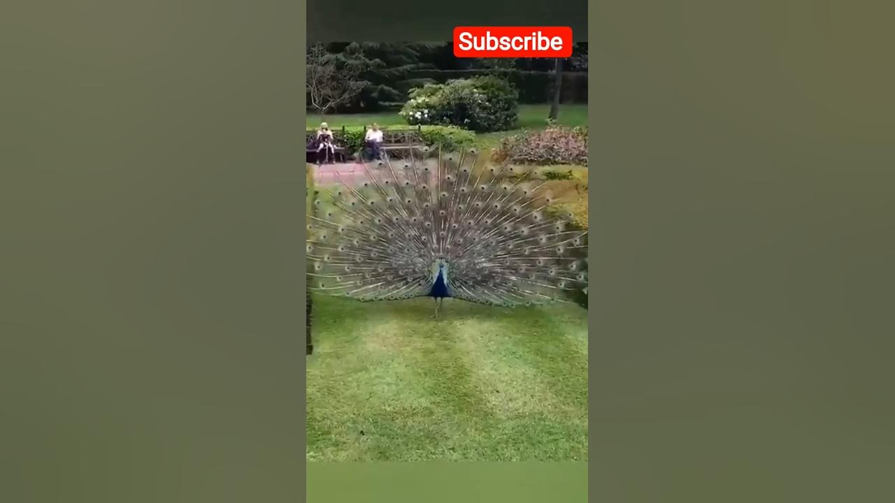 Peacock π¦ spreading wings | Peacock π¦ rain dance | Beautiful peacock π¦ #shorts Peacock π¦ spreading wings | Peacock π¦ rain dance | Beautiful peacock π¦ #shorts