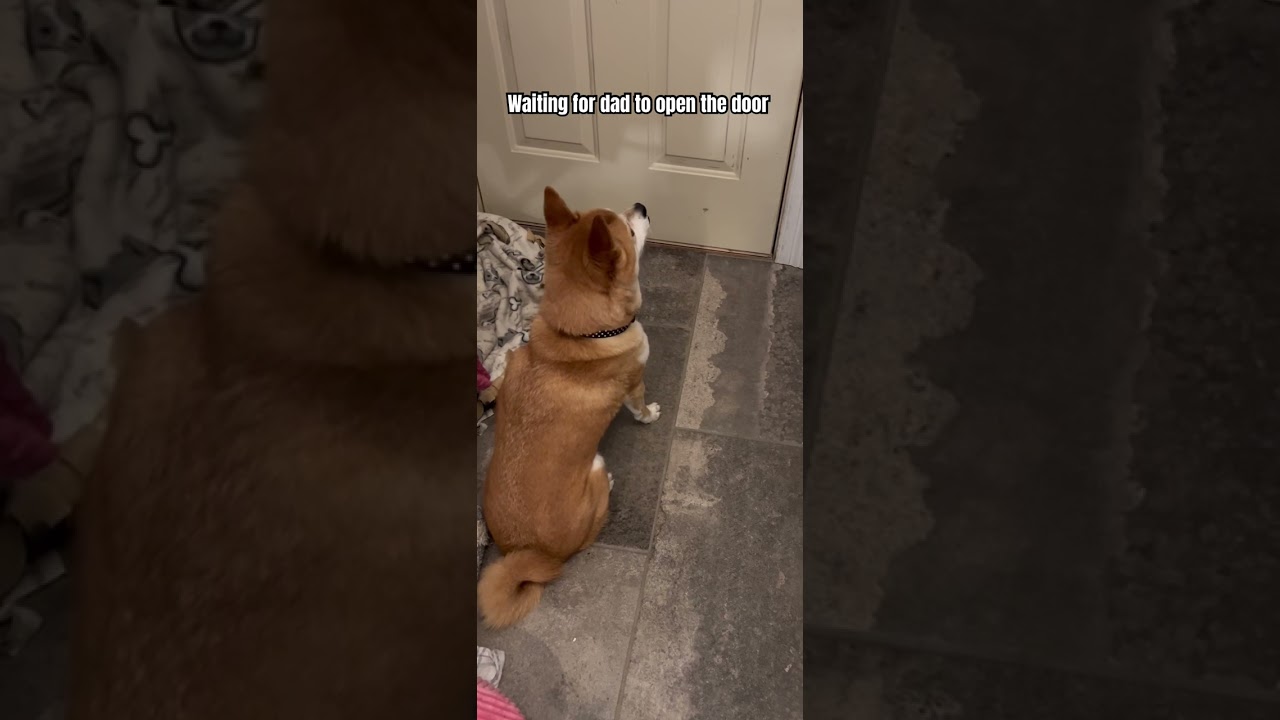 Shiba waiting for dad to open the door 