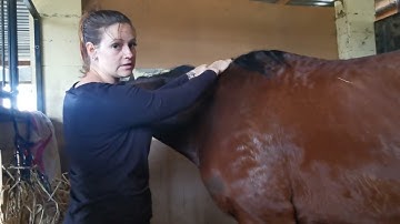 Wolds Equine Virtual Day 2 Neck Massage submission
