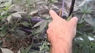 2x4 is 8 wks in flower + other stuff