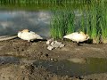 Swan’s sleeping beauty